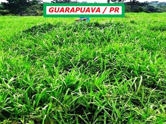 #4260 - Fazenda para Venda em Guarapuava - PR - 2